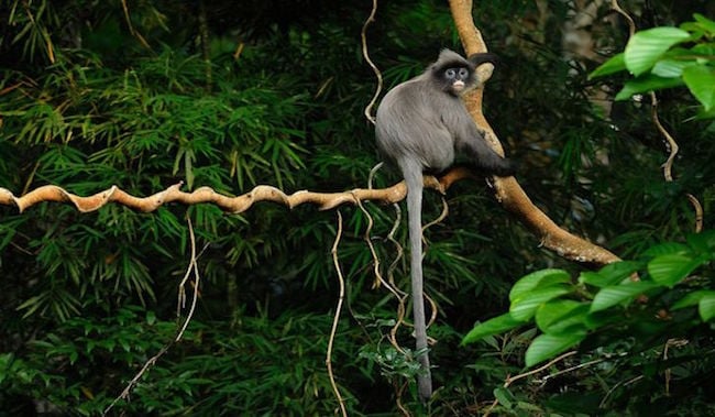 Langur in Salween Wildlife Sanctuary (Credit: WWF)