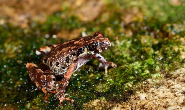 A new amphibian species of the genus Leptolalax, commonly known as the Asian litte frog, from southwest China's Yunnan Province has been confirmed. (Credit: http://english.cas.cn/newsroom/news/201511/t20151109_155383.shtml)