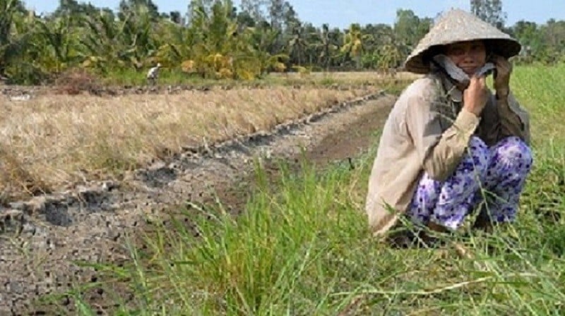 A woman from the Mekong Delta’s Ben Tre Province cries by her paddy field which has cracked dry due to hot spells and salinization. (Photo: Tuoi Tre News)