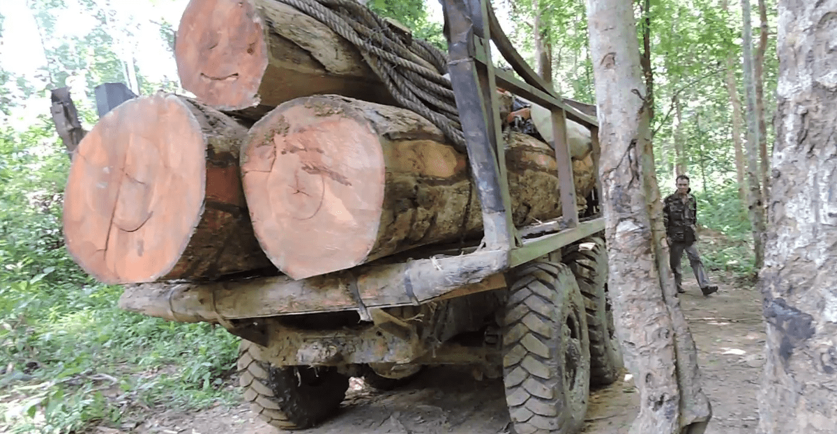 Illegal logging in Cambodia