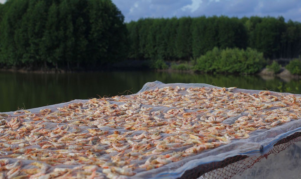 Sustainable shrimp farming in Vietnam’s mangrove forests