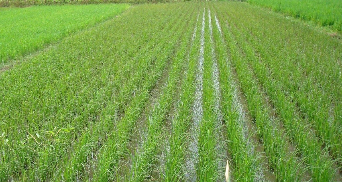 Rice farming in Cambodia