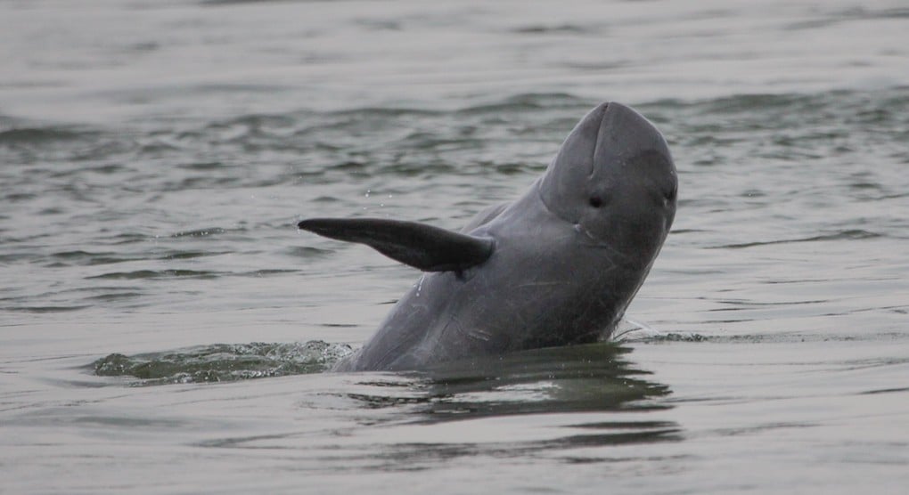 Irrawaddy dolphin