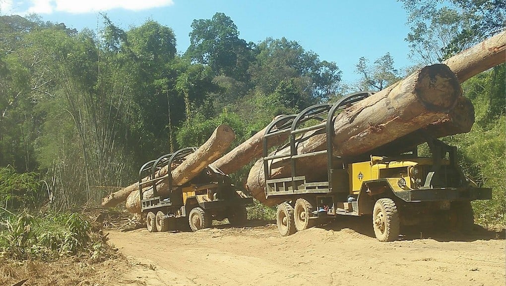 Logs illegally cut within Virachey National Park in Cambodia