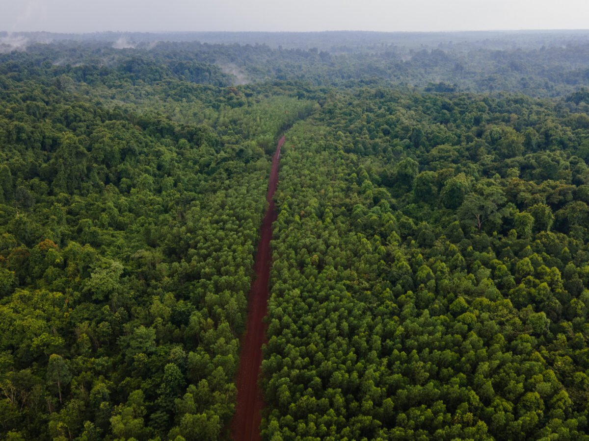 New freeways a highway to hell for Vietnam’s forests