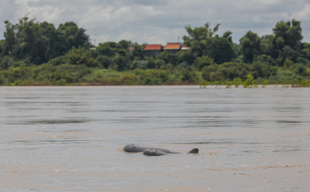 Irrawaddy Dolphin