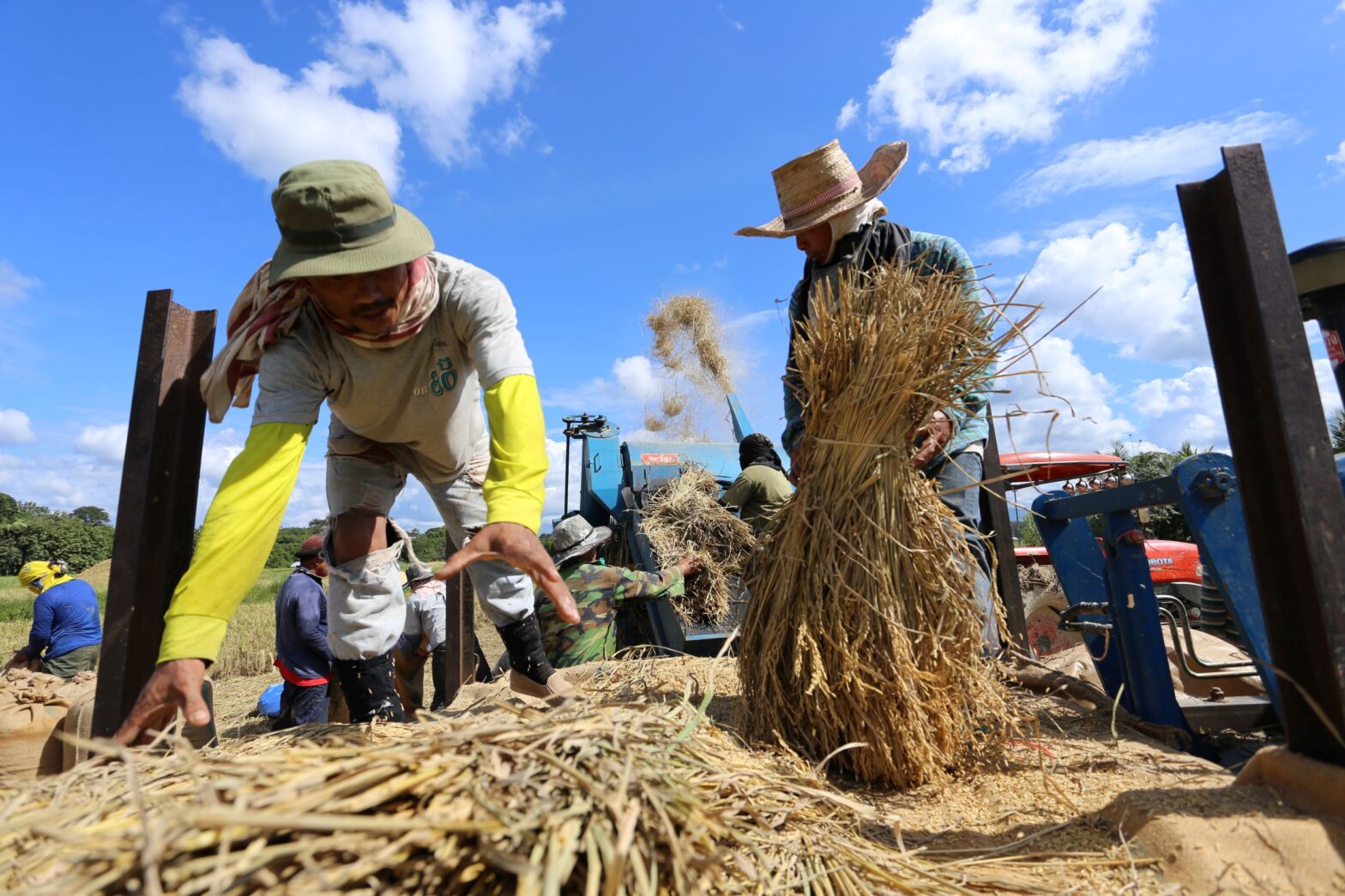 rice farmers thailand