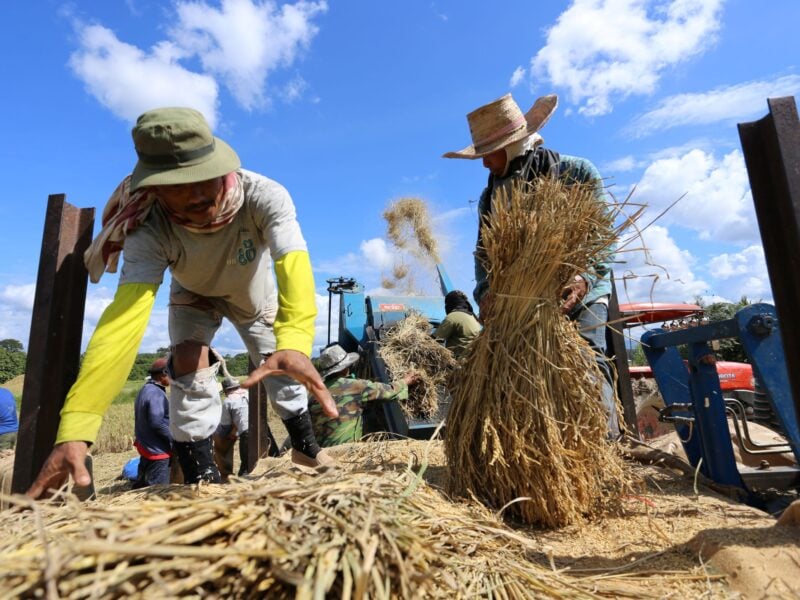 rice farmers thailand