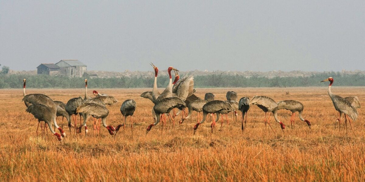 cranes habitat