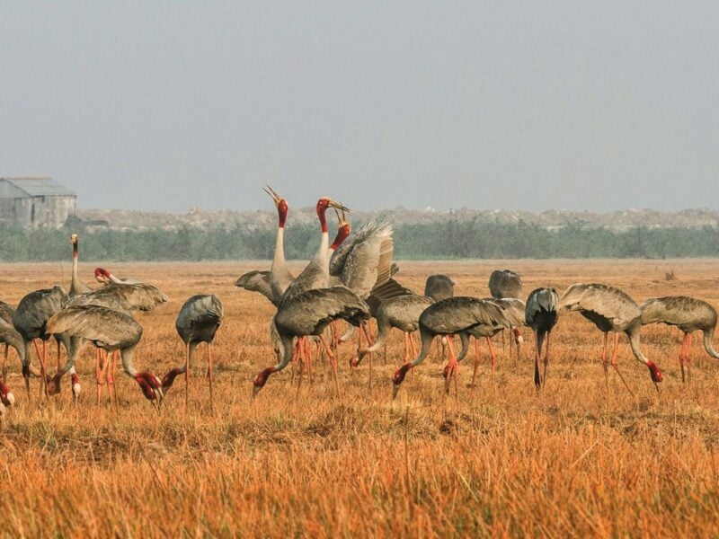 cranes habitat