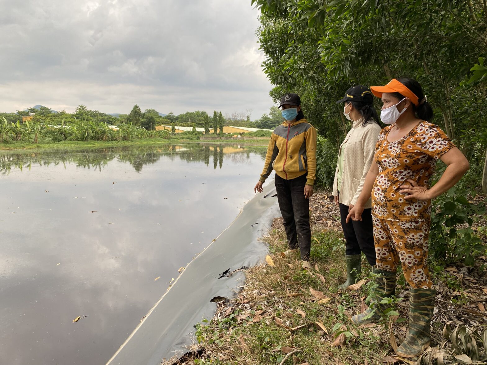 Vietnam pork farm