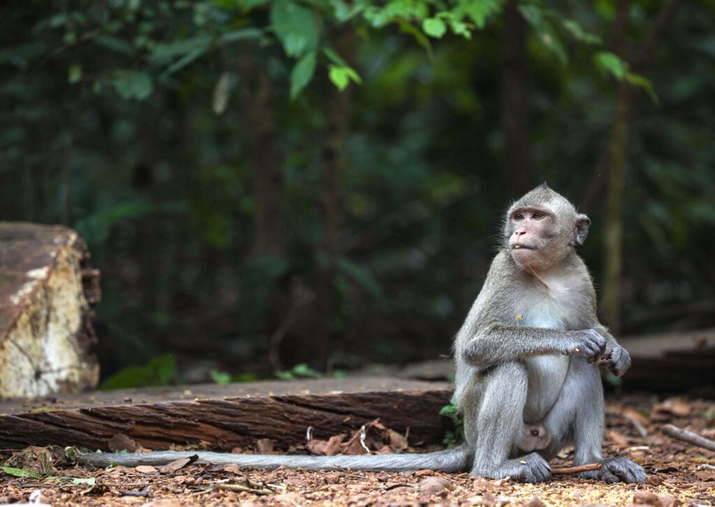 long-tailed macaque