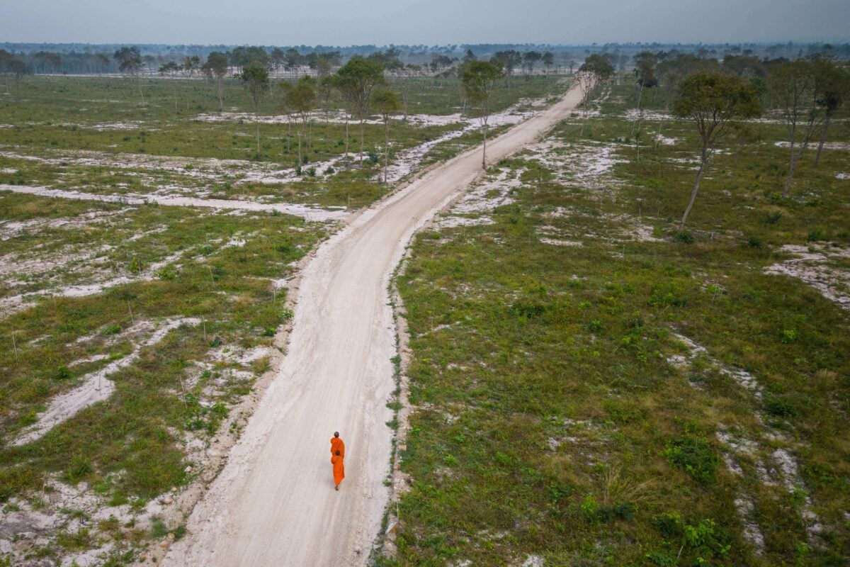 Cambodia forest