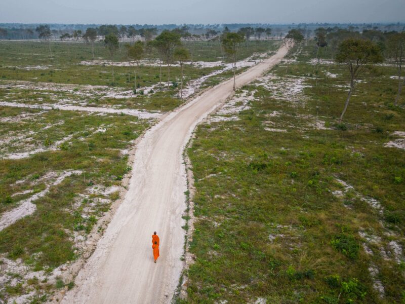 Cambodia forest