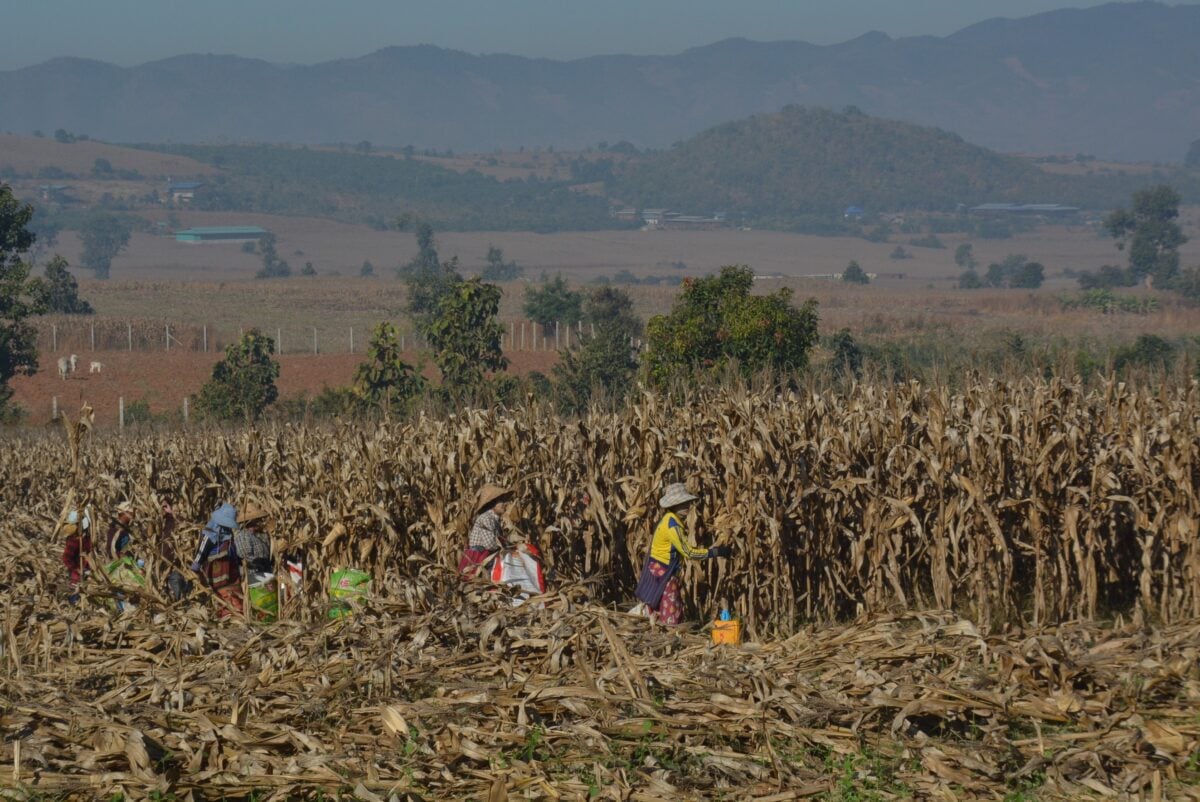 maize shan state