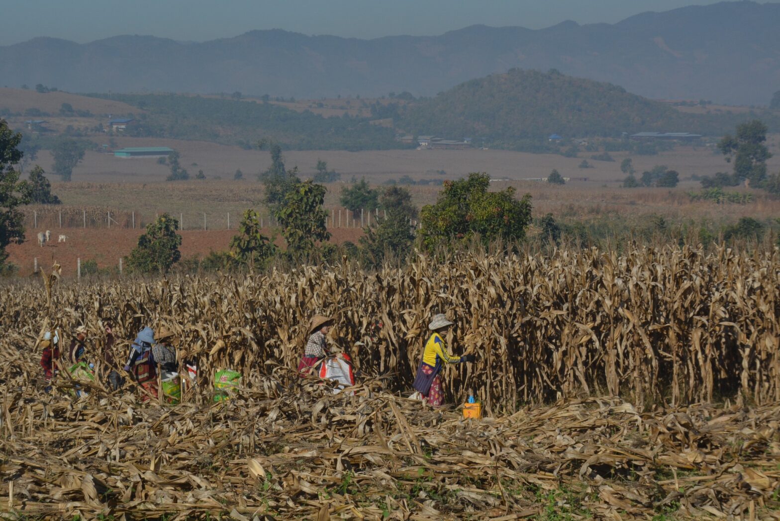 maize shan state