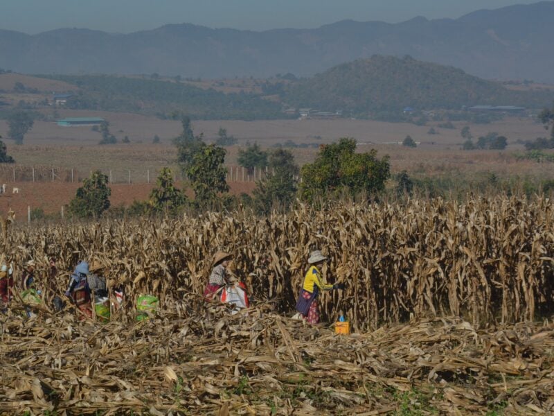 maize shan state