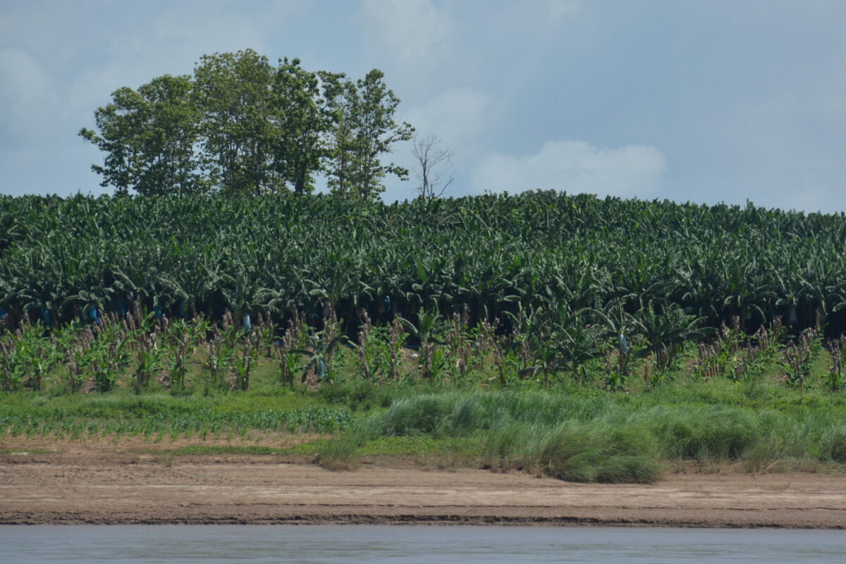 Laos banana plantation