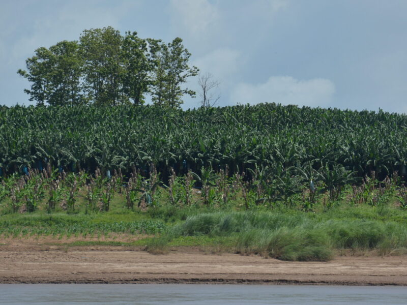 Laos banana plantation