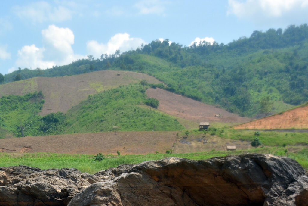 Laos forest