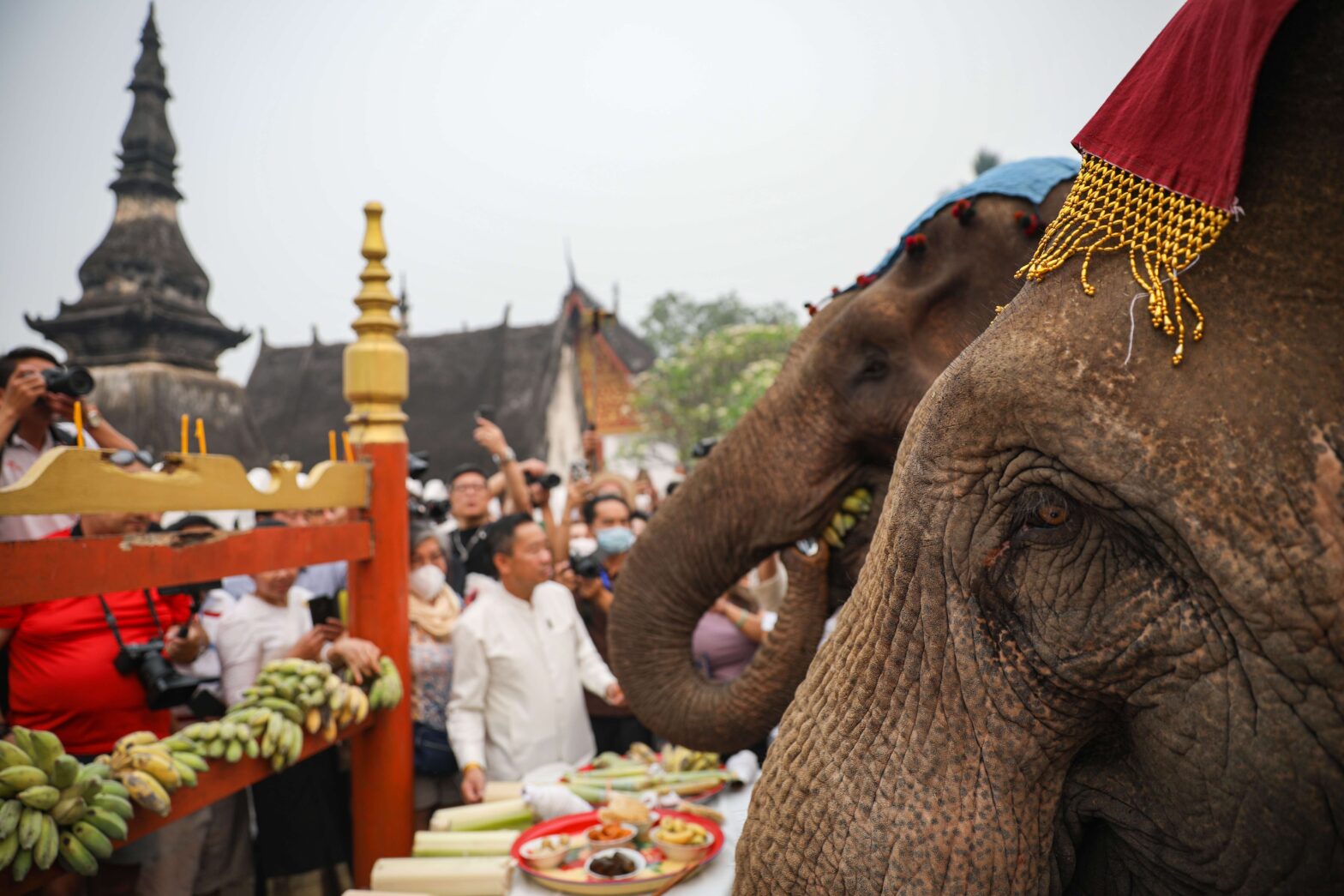 Laos elephant