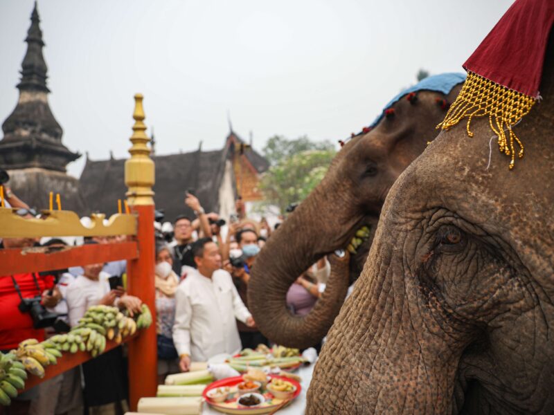 Laos elephant