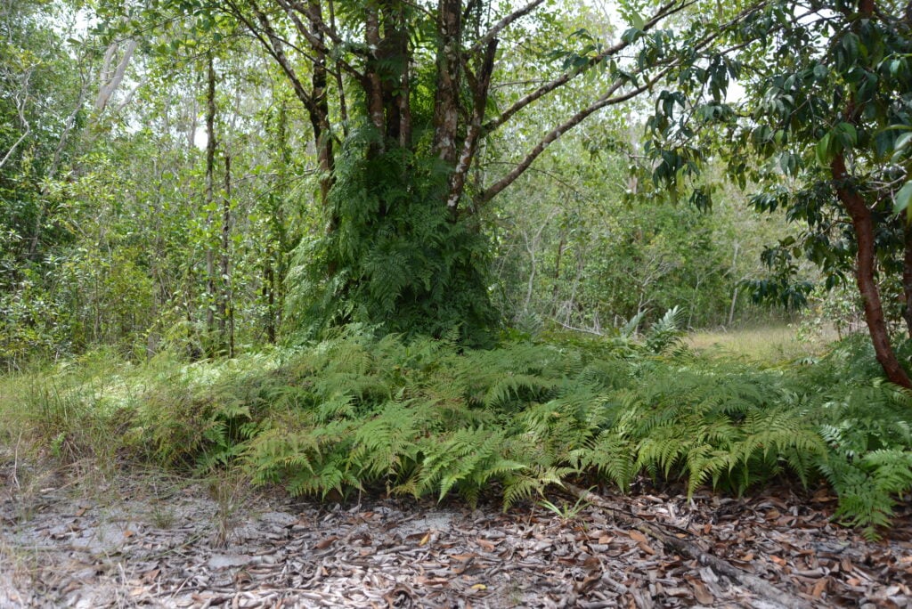 sand dune forest