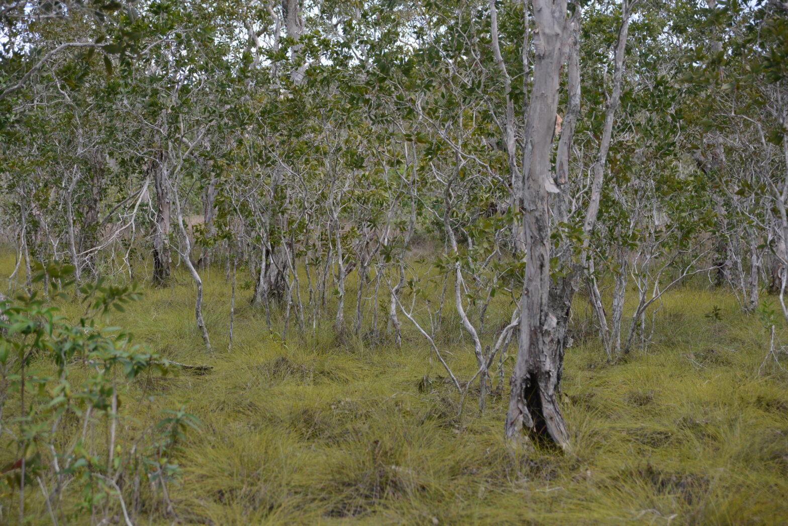 sand forest