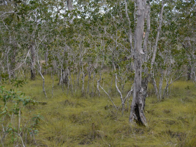 sand forest