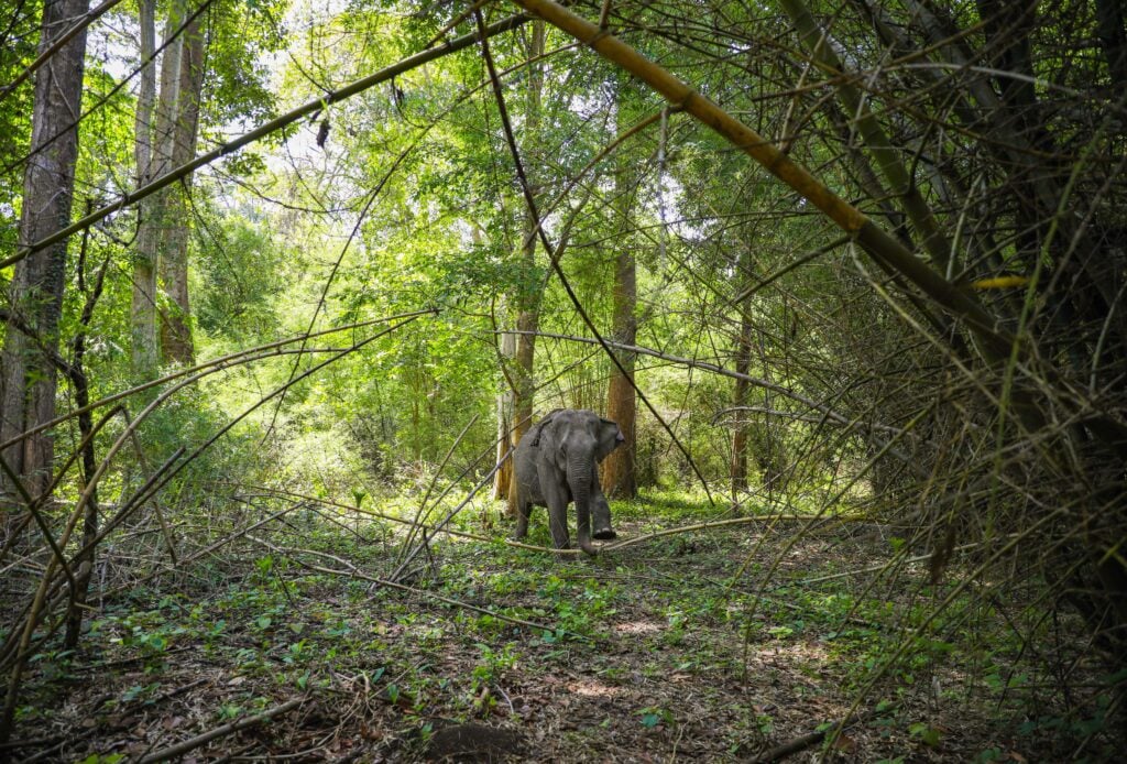 Vietnam elephant