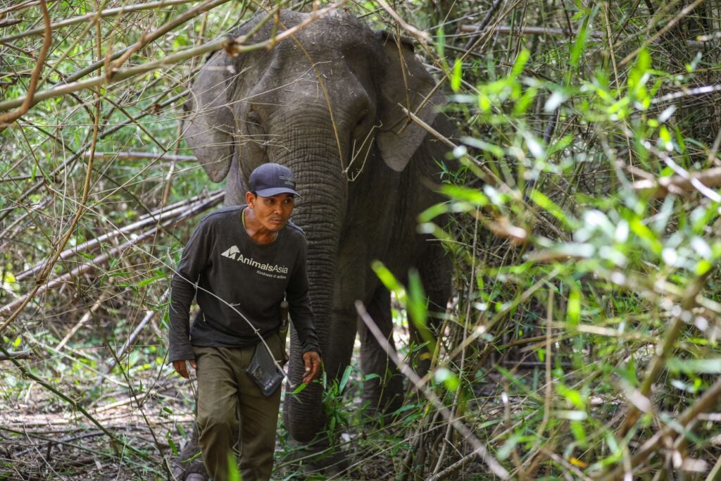 Vietnam elephant