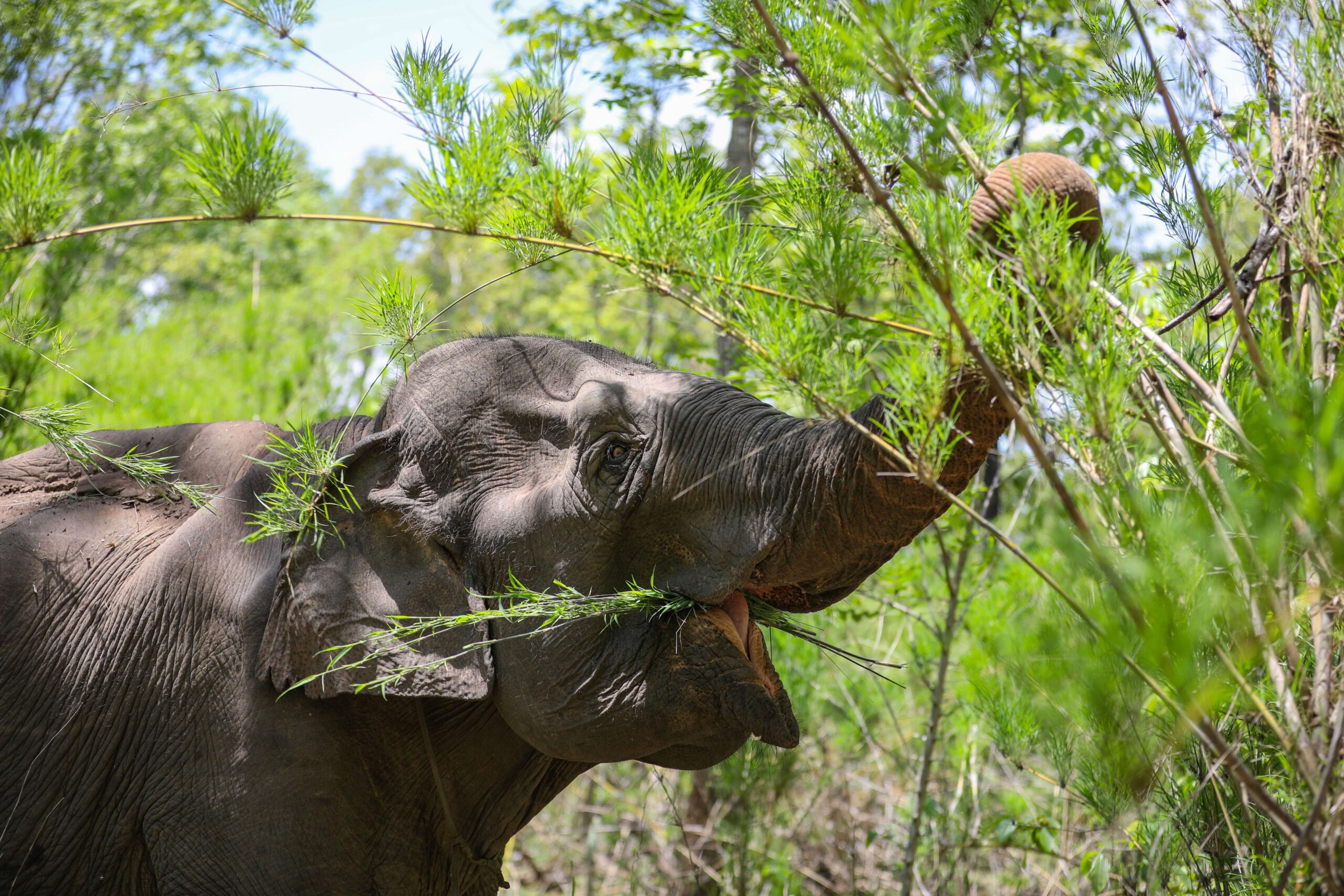 vietnam-s-last-wild-elephants-on-the-brink-of-survival