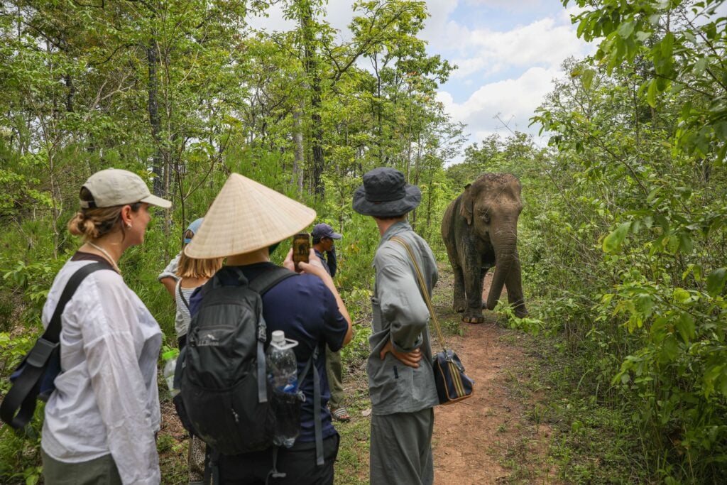 Vietnam elephant