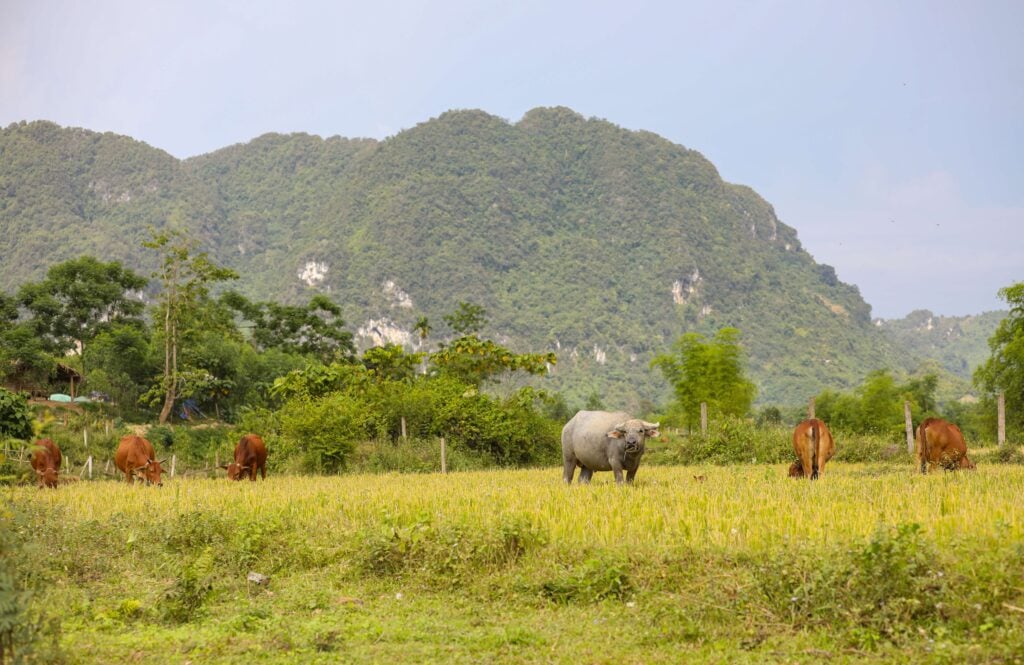 Pu Mat National Park