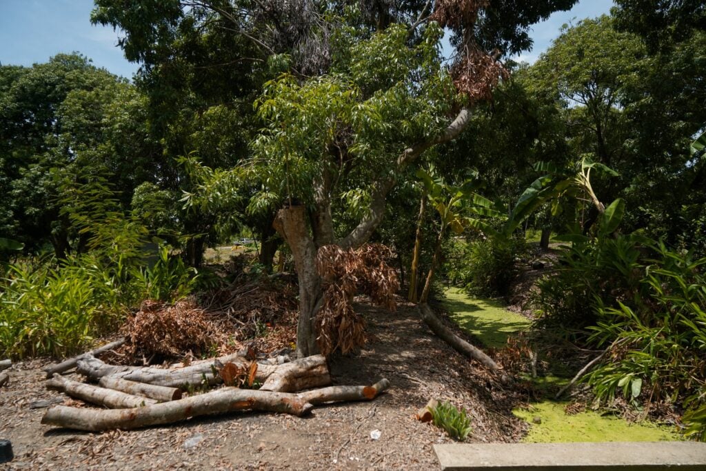 lychee tree smut songkhram