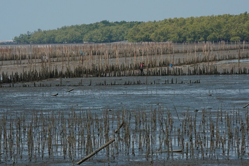 mangrove samut songkhram