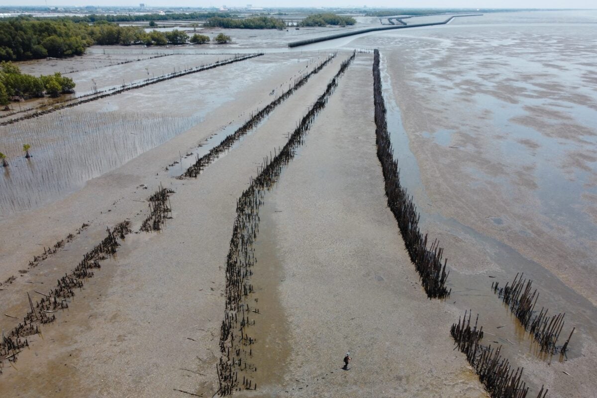 mangrove samut songkhram