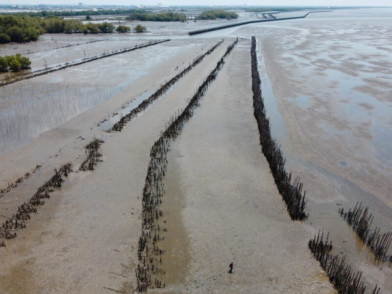 mangrove samut songkhram