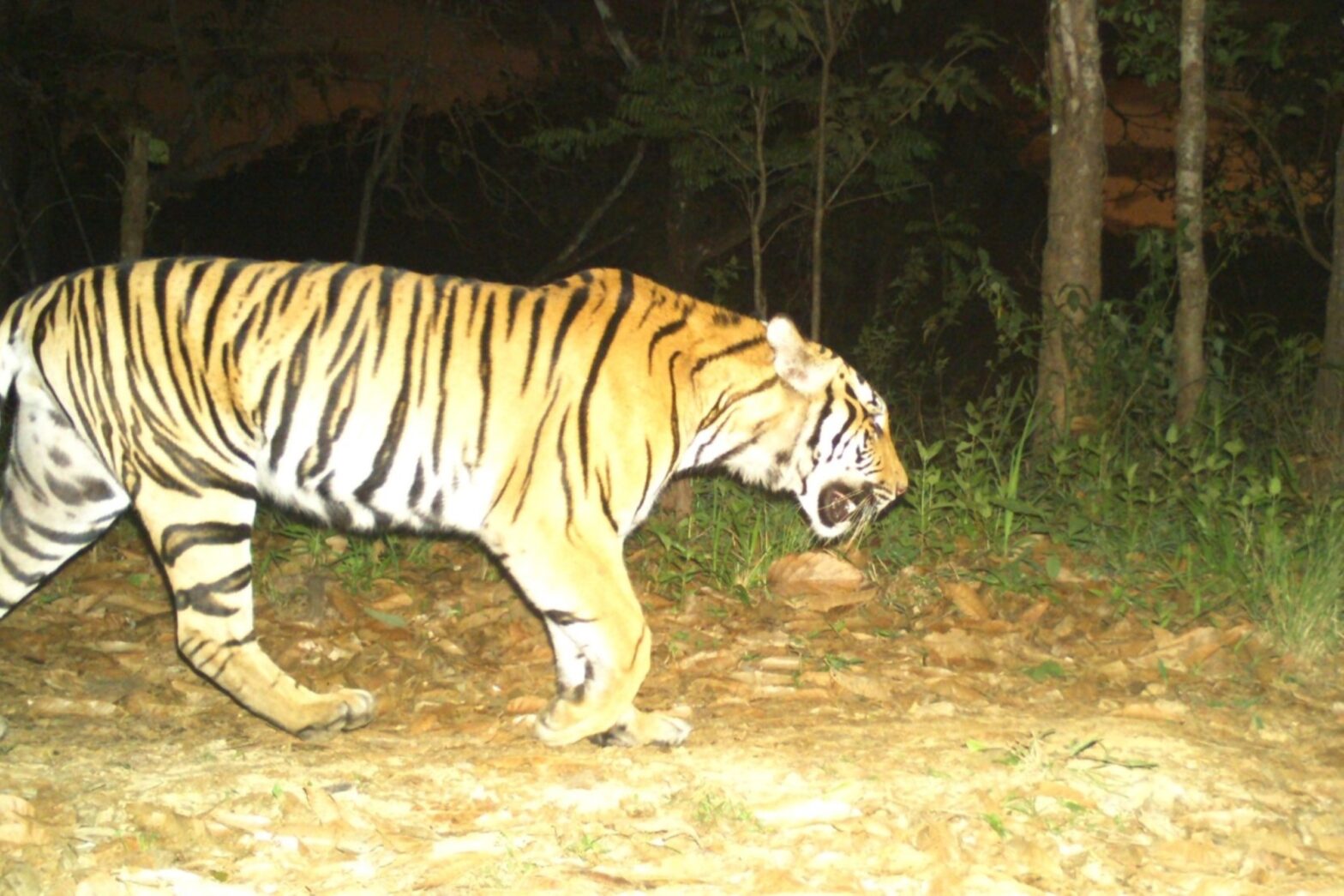 tiger thailand