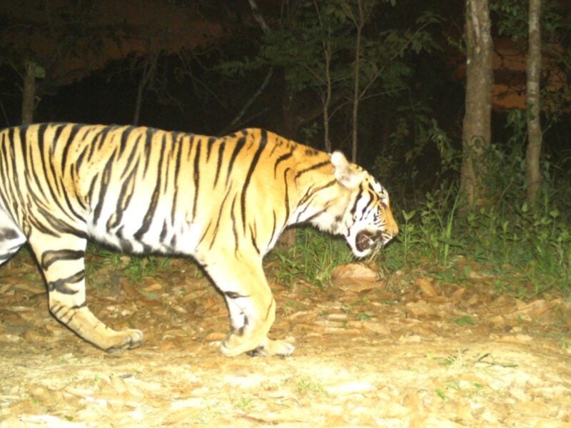 tiger thailand