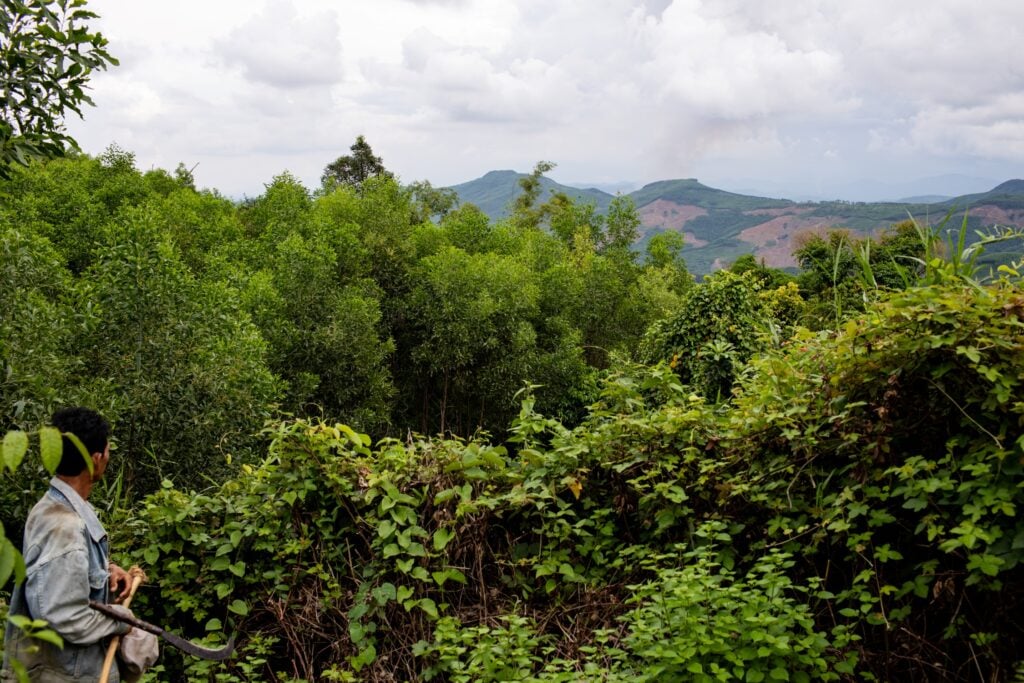 acacia tree vietnam