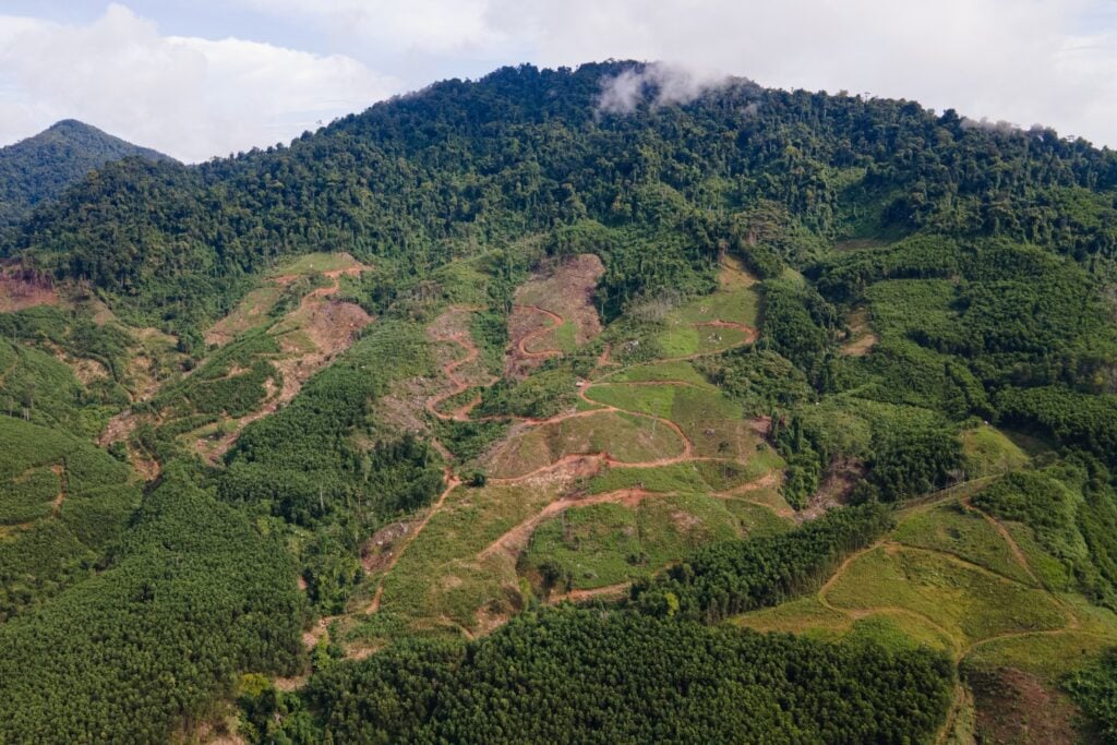 vietnam forest clear