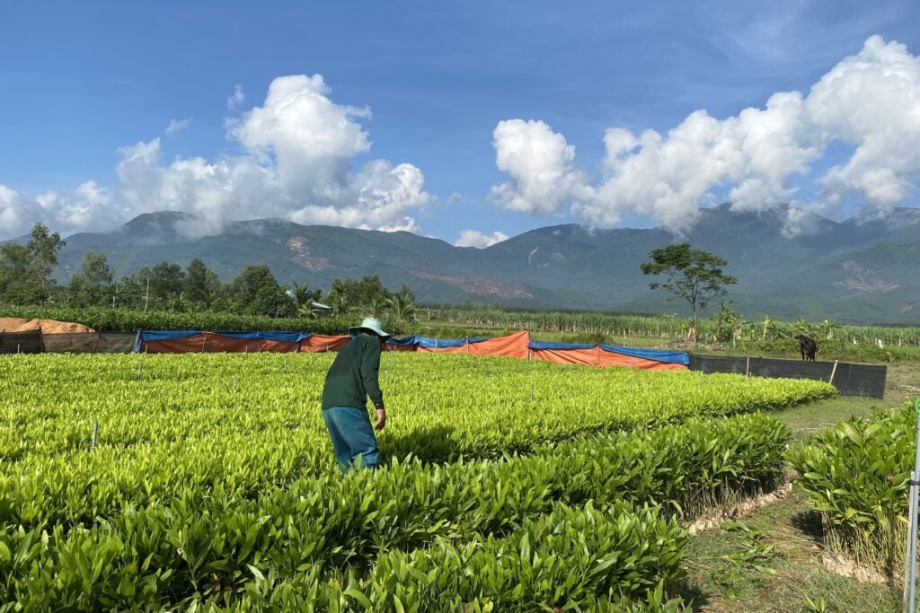 acacia nursery Vietnam