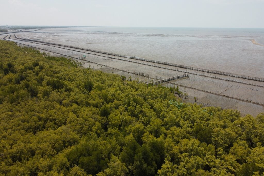 mangrove thailand