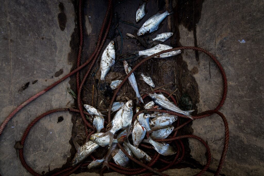 fish catch Mekong river