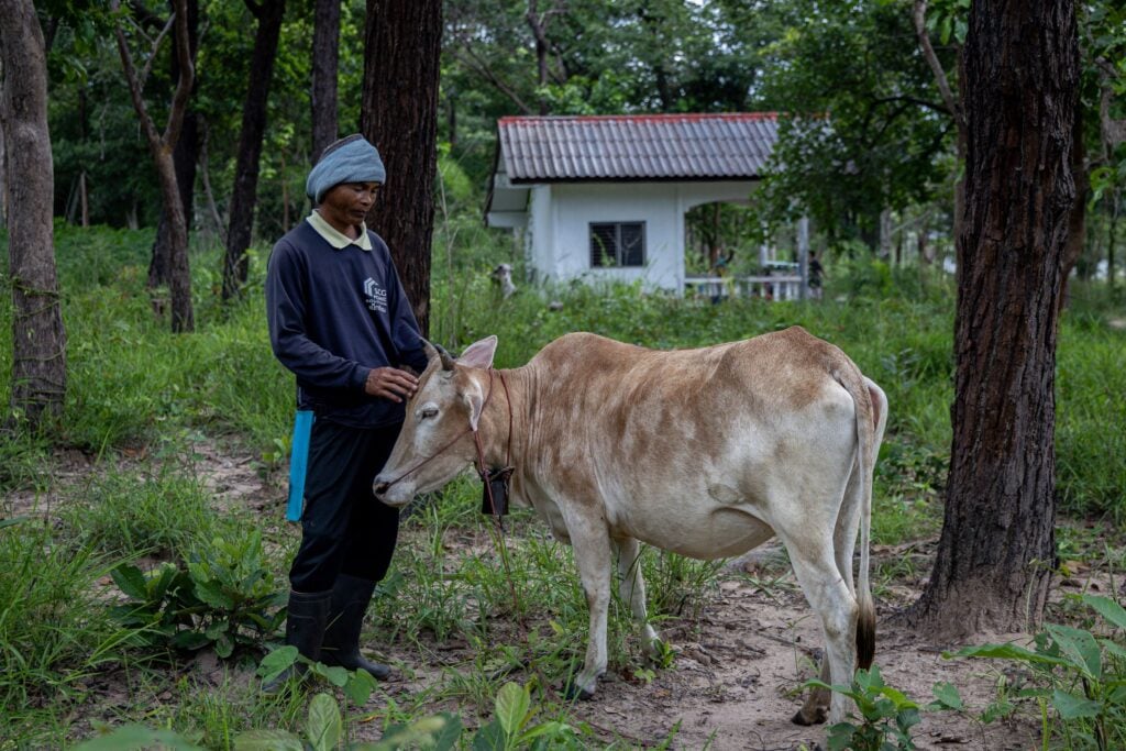 livestock Mekong