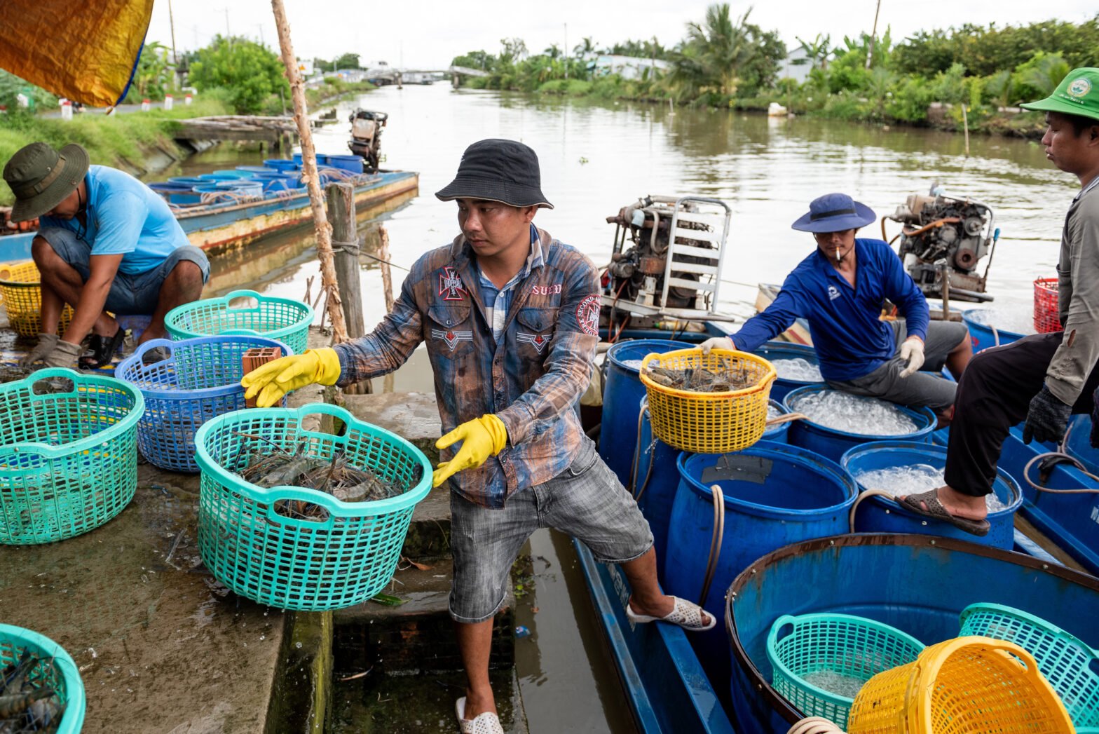 Farmers harvest shrimps in Kiên Giang province, Việt Nam. PHOTO: Thanh Huế