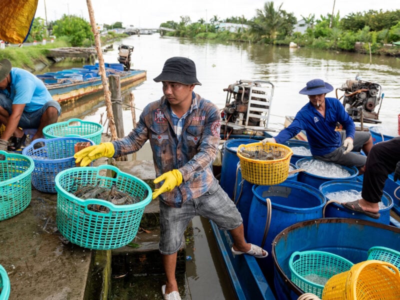 Farmers harvest shrimps in Kiên Giang province, Việt Nam. PHOTO: Thanh Huế