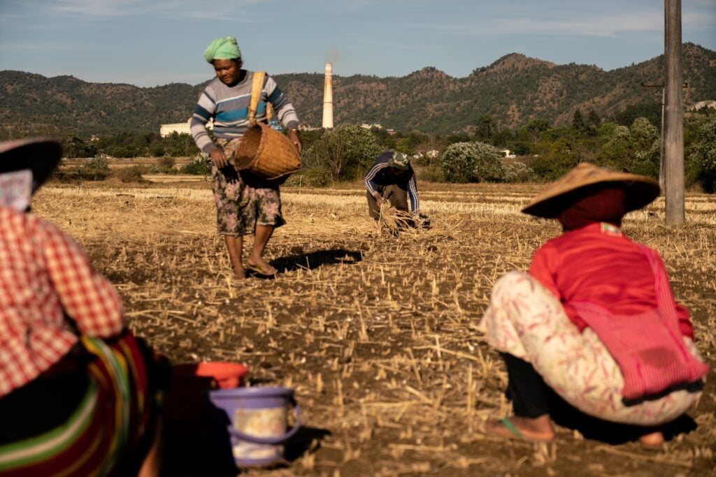 maize shan farmer