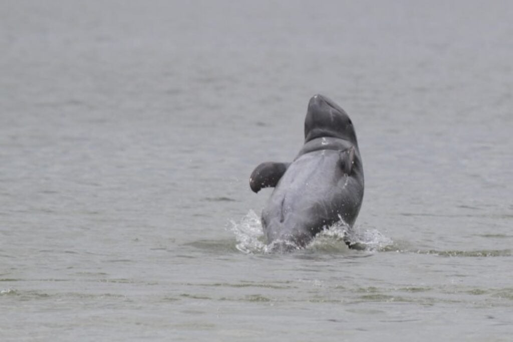 Irrawaddy dolphin